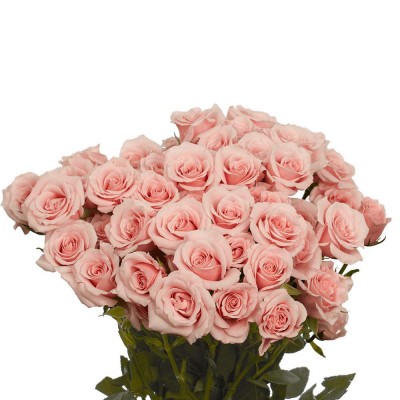 GlobalRose 200 Fresh Cut Pink Spray Roses - Fresh Flowers For Birthdays, Weddings or Anniversary.
