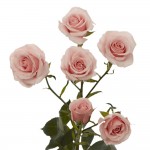 GlobalRose 200 Fresh Cut Pink Spray Roses - Fresh Flowers For Birthdays, Weddings or Anniversary.