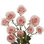 GlobalRose 200 Fresh Cut Pink Spray Roses - Fresh Flowers For Birthdays, Weddings or Anniversary.