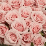 GlobalRose 200 Fresh Cut Pink Spray Roses - Fresh Flowers For Birthdays, Weddings or Anniversary.