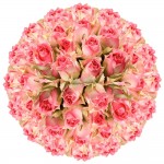 GlobalRose 200 Fresh Cut Light Creamy Pink Roses - Michelle Roses - Fresh Flowers Wholesale Express Delivery