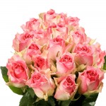 GlobalRose 200 Fresh Cut Light Creamy Pink Roses - Michelle Roses - Fresh Flowers Wholesale Express Delivery