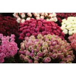 Inspiraterra - 100 Long Stem Roses - Fresh Cut. Delivered at Your Door Within 4 Business Days. (Bulk) (White)