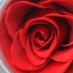 Preserved Real Roses with Colorful Mood Light Wishing Bottle,Eternal Rose，Never Withered Flowers,for Bedroom Party Table Decor, Christmas Decorations,a Gifts for Women (Ash red)