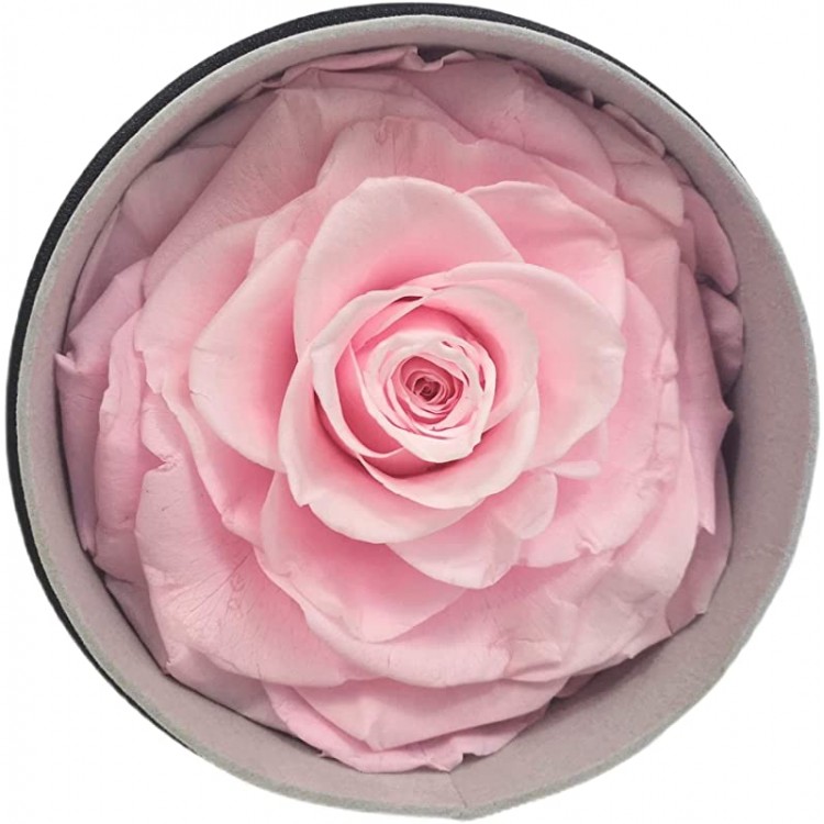 FAFUAH Premium Preserved Rose | Large Forever Roses in Leather Gift Box | Real Flowers Gift for Her (Bright Pink)